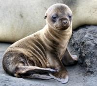 Sea Lion Pup